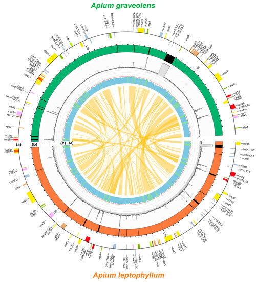 Comparative Analysis of the Complete Mitochondrial Genomes