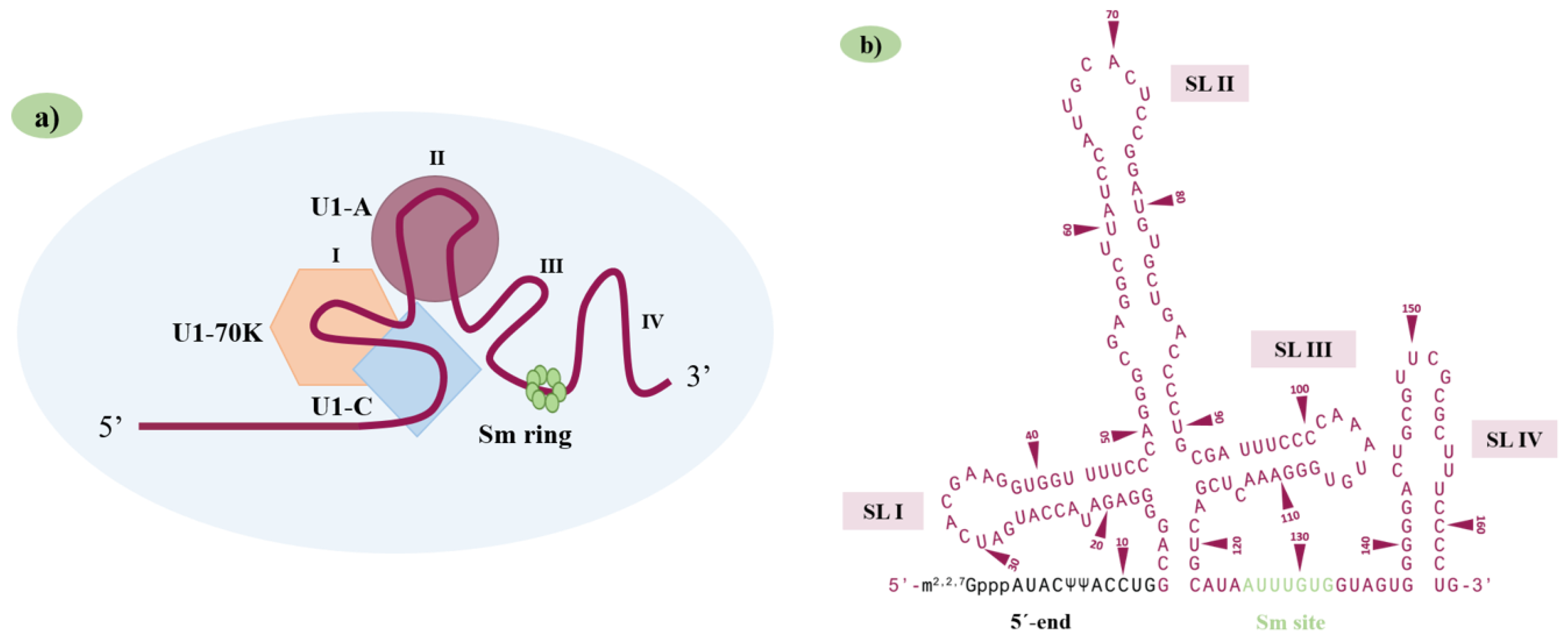 Ijms 24 14617 g001 Ijms 24 14617 g001