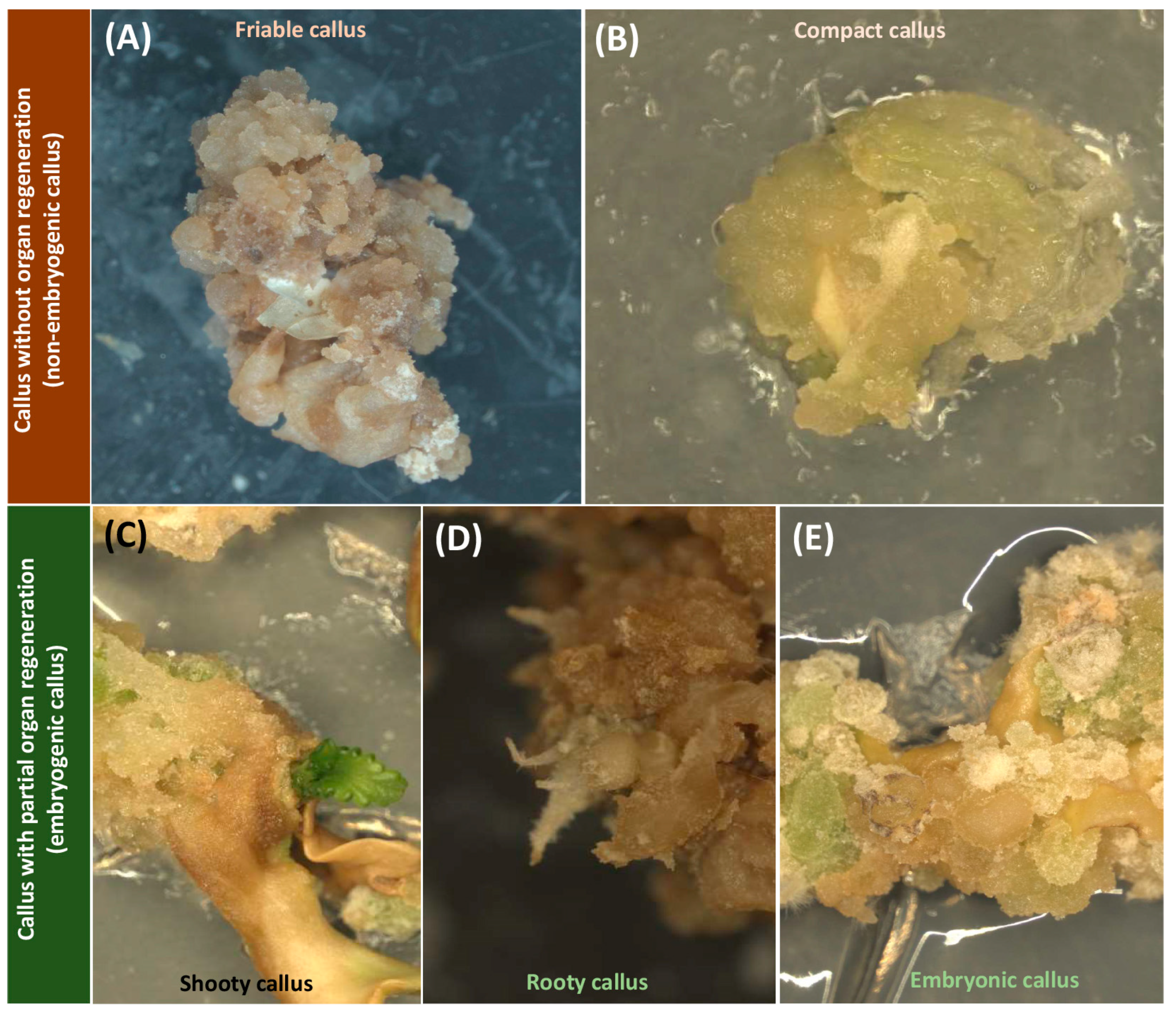 Ijms 24 14625 g001 Ijms 24 14625 g001