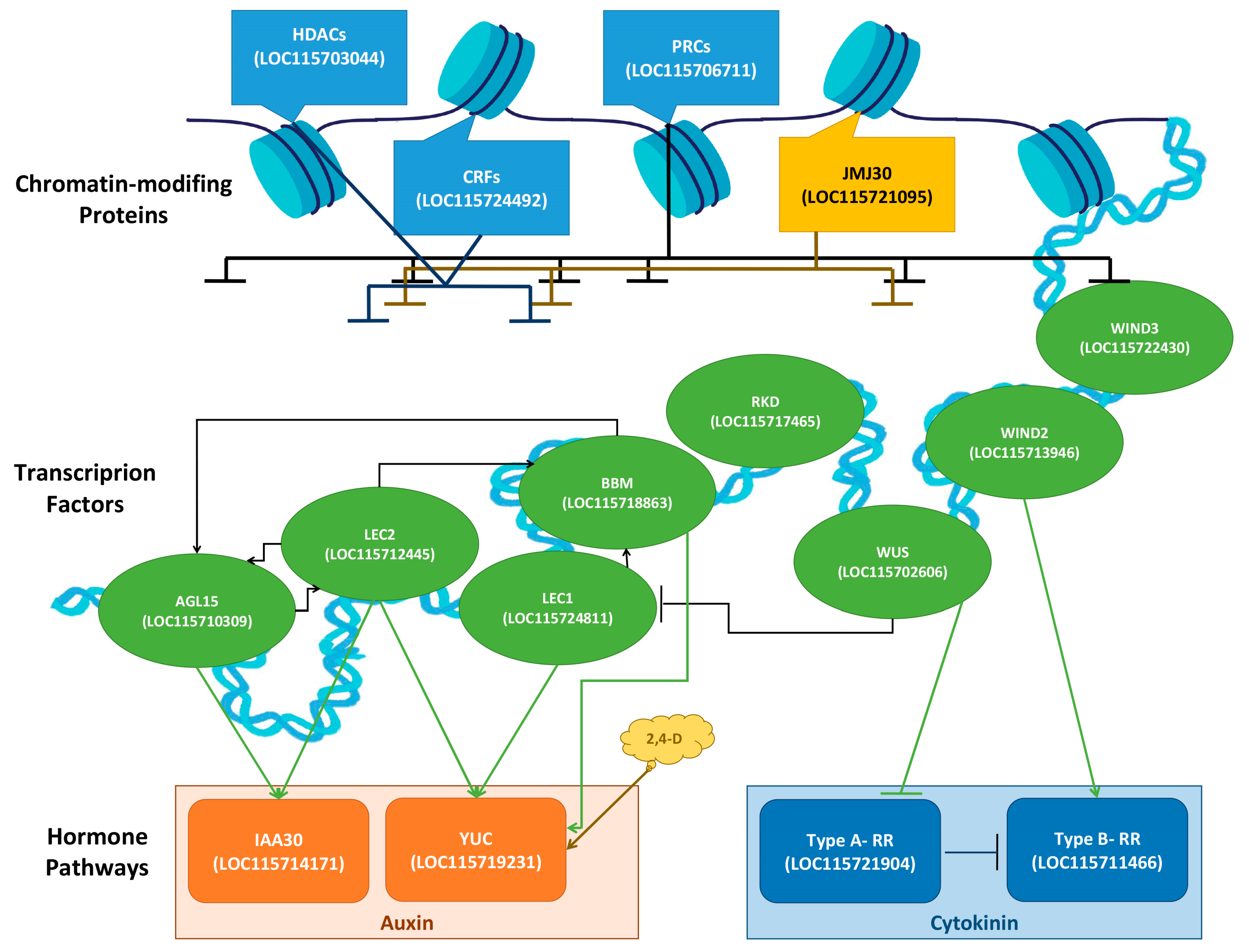 Ijms 24 14625 g007 Ijms 24 14625 g007