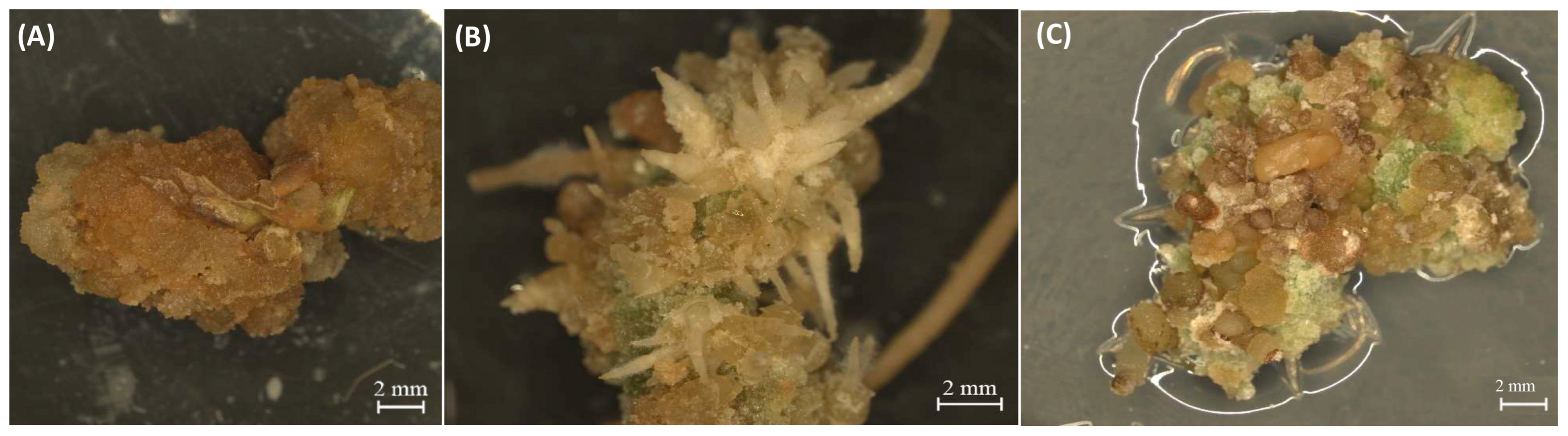 Ijms 24 14625 g008 Ijms 24 14625 g008