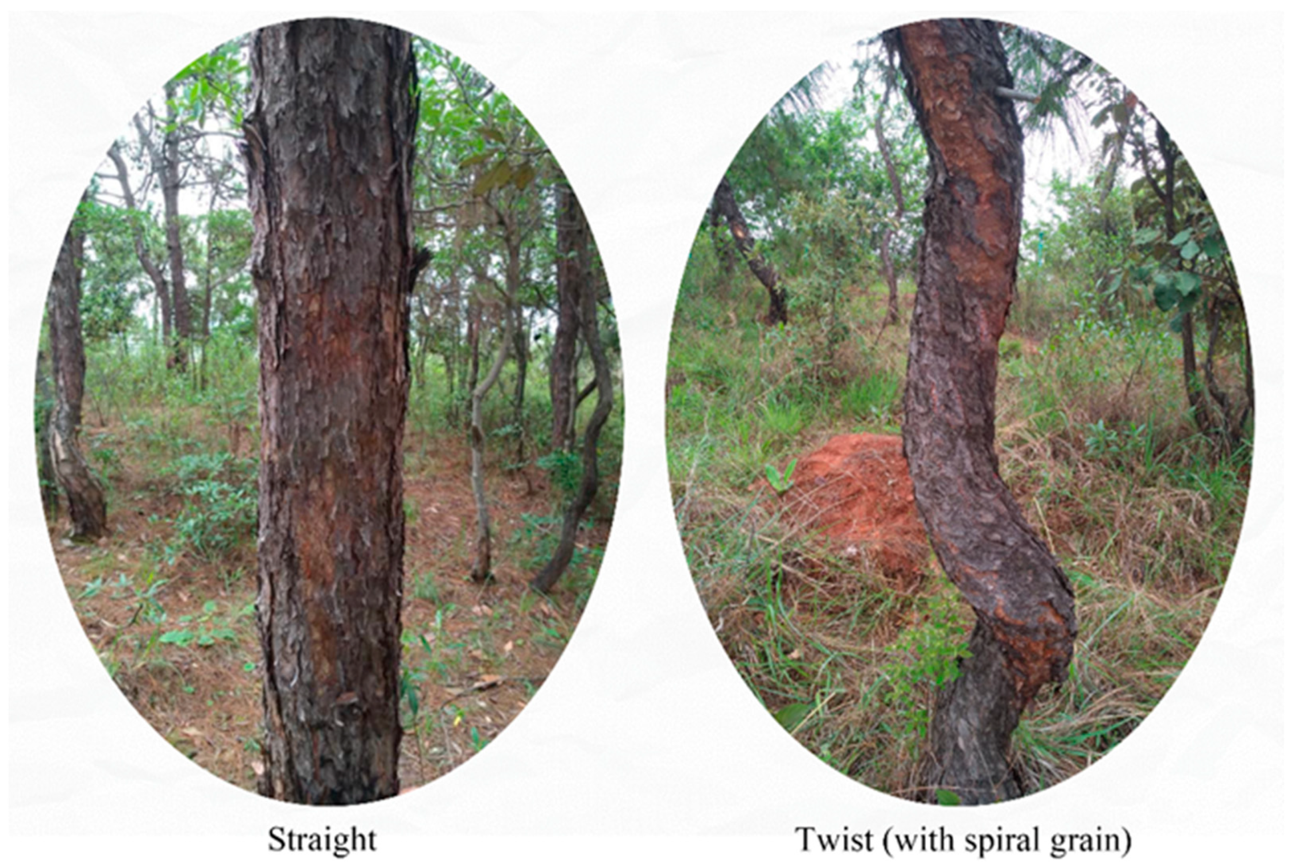 Ijms 24 14658 g001 Ijms 24 14658 g001