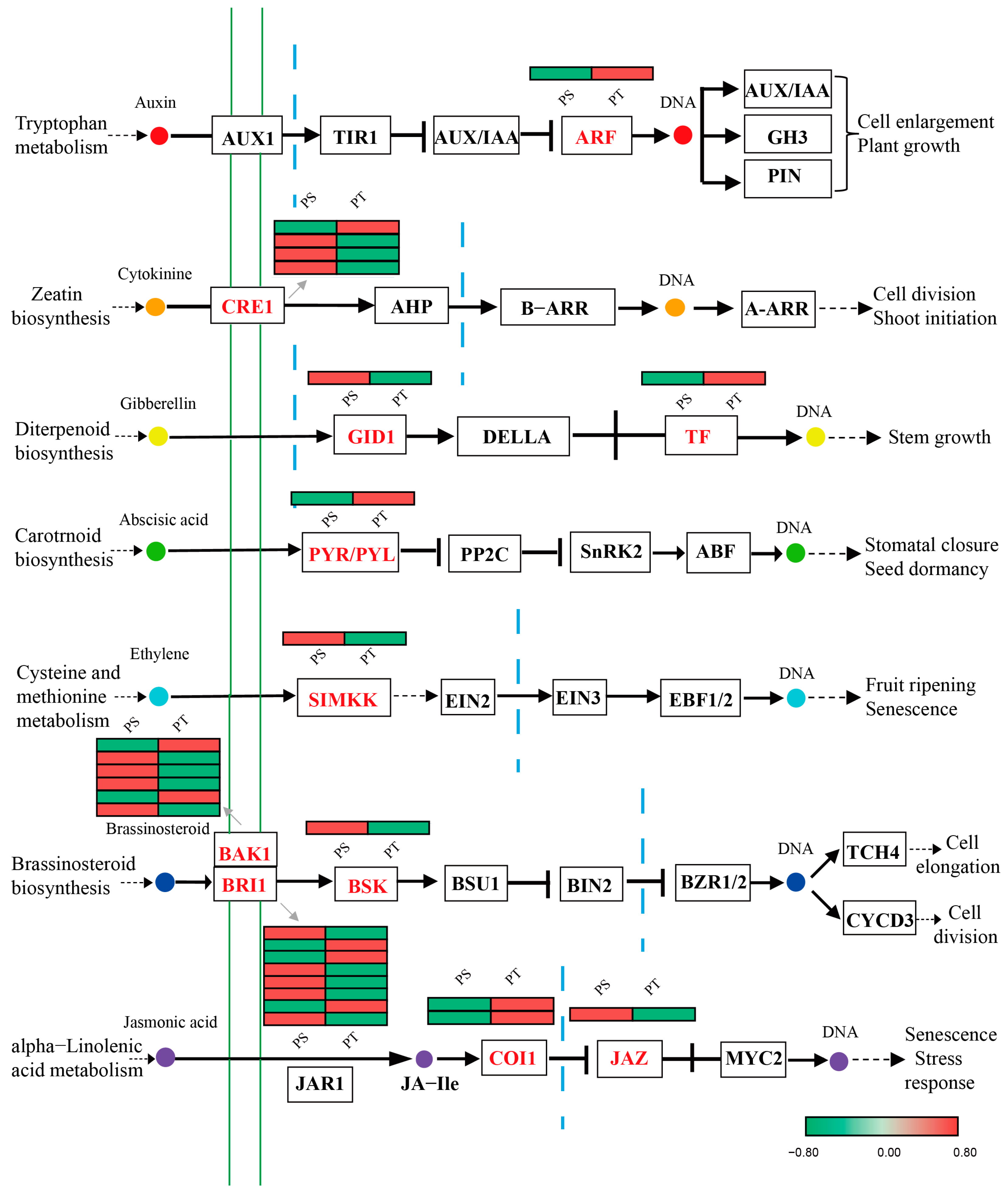 Ijms 24 14658 g007 Ijms 24 14658 g007