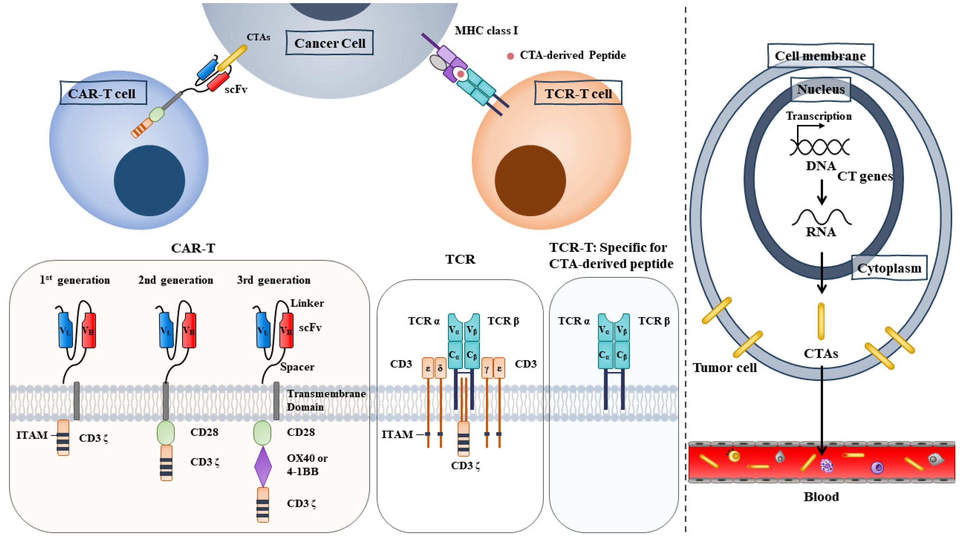 Cancer/Testis Antigens as Targets for RNA-Based Anticancer