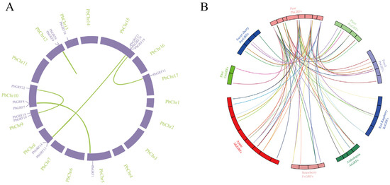 Genome-Wide Identification and Evolution of the GRF Gene Family and ...