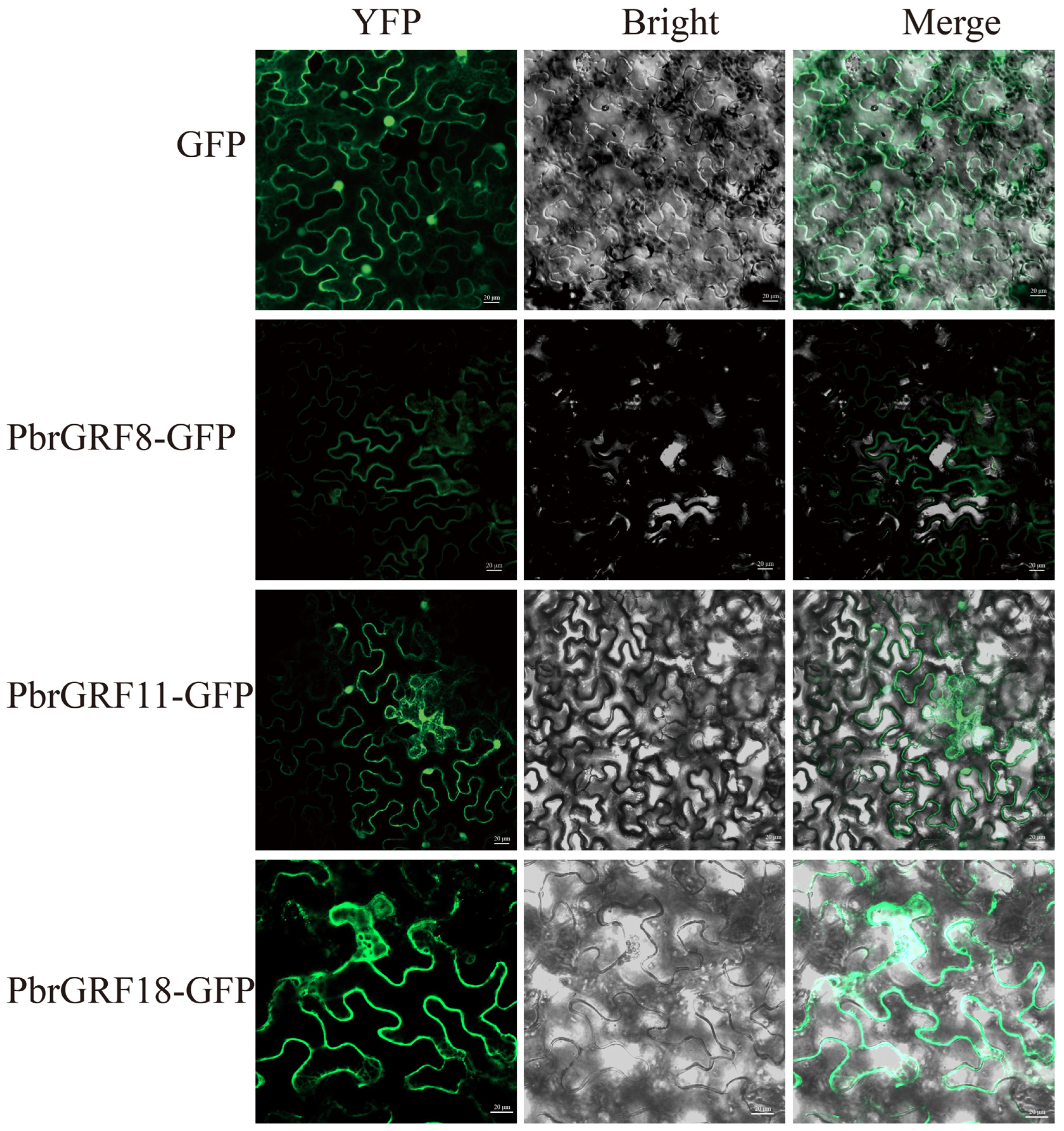 Ijms 24 14690 g008 Ijms 24 14690 g008