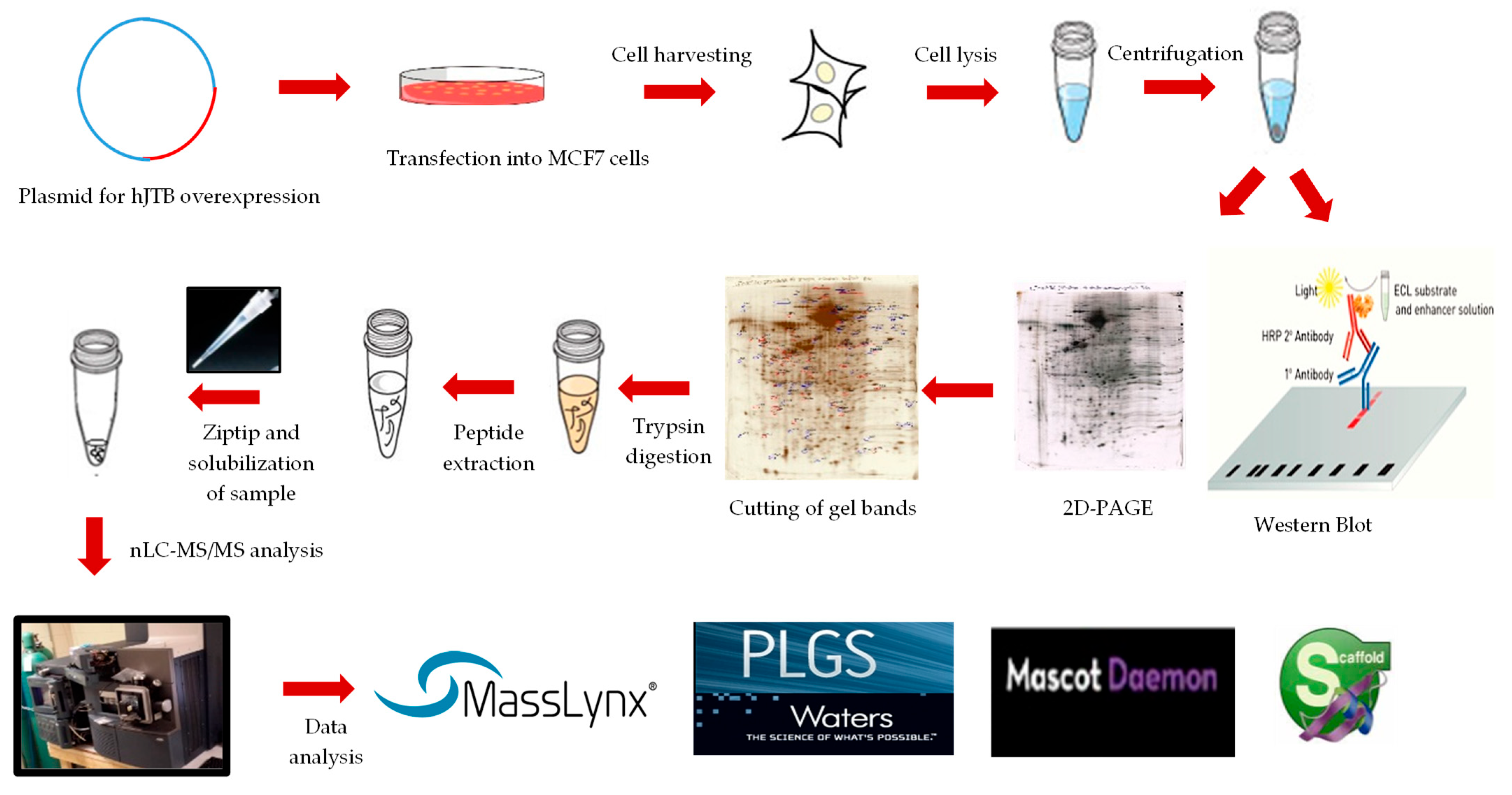 Ijms 24 14714 g002 Ijms 24 14714 g002