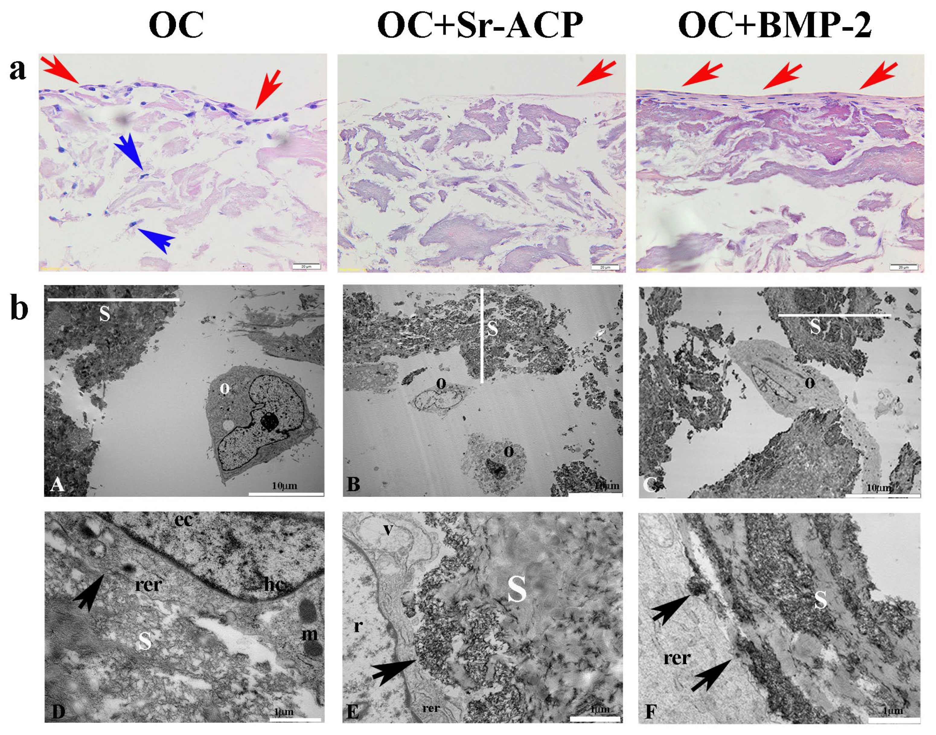 Ijms 24 14764 g001 Ijms 24 14764 g001