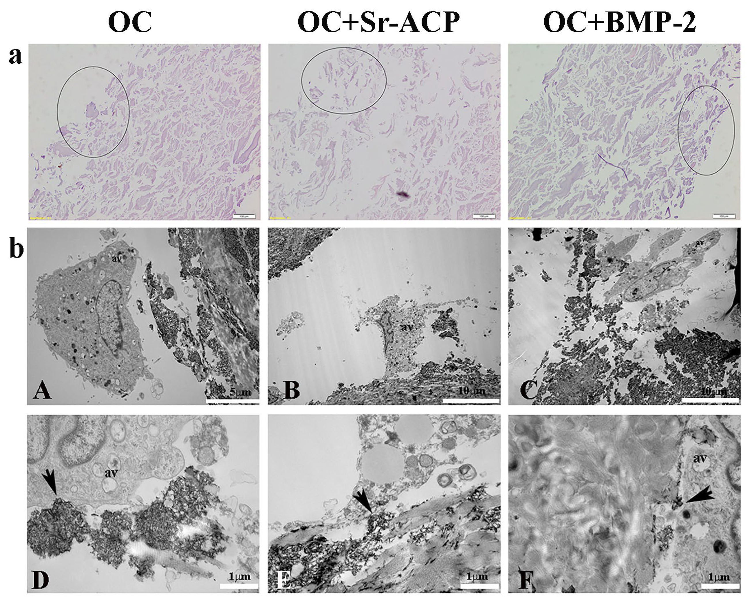 Ijms 24 14764 g002 Ijms 24 14764 g002