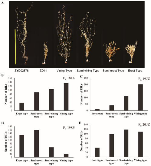 QTL Mapping of Soybean (Glycine max) Vine Growth Habit Trait