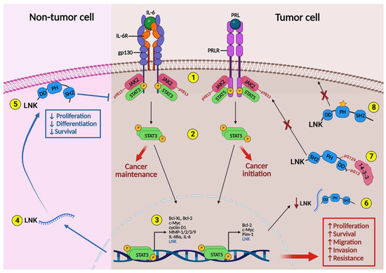 Modulation of JAK-STAT Signaling by LNK: A Forgotten Oncogenic Pathway ...