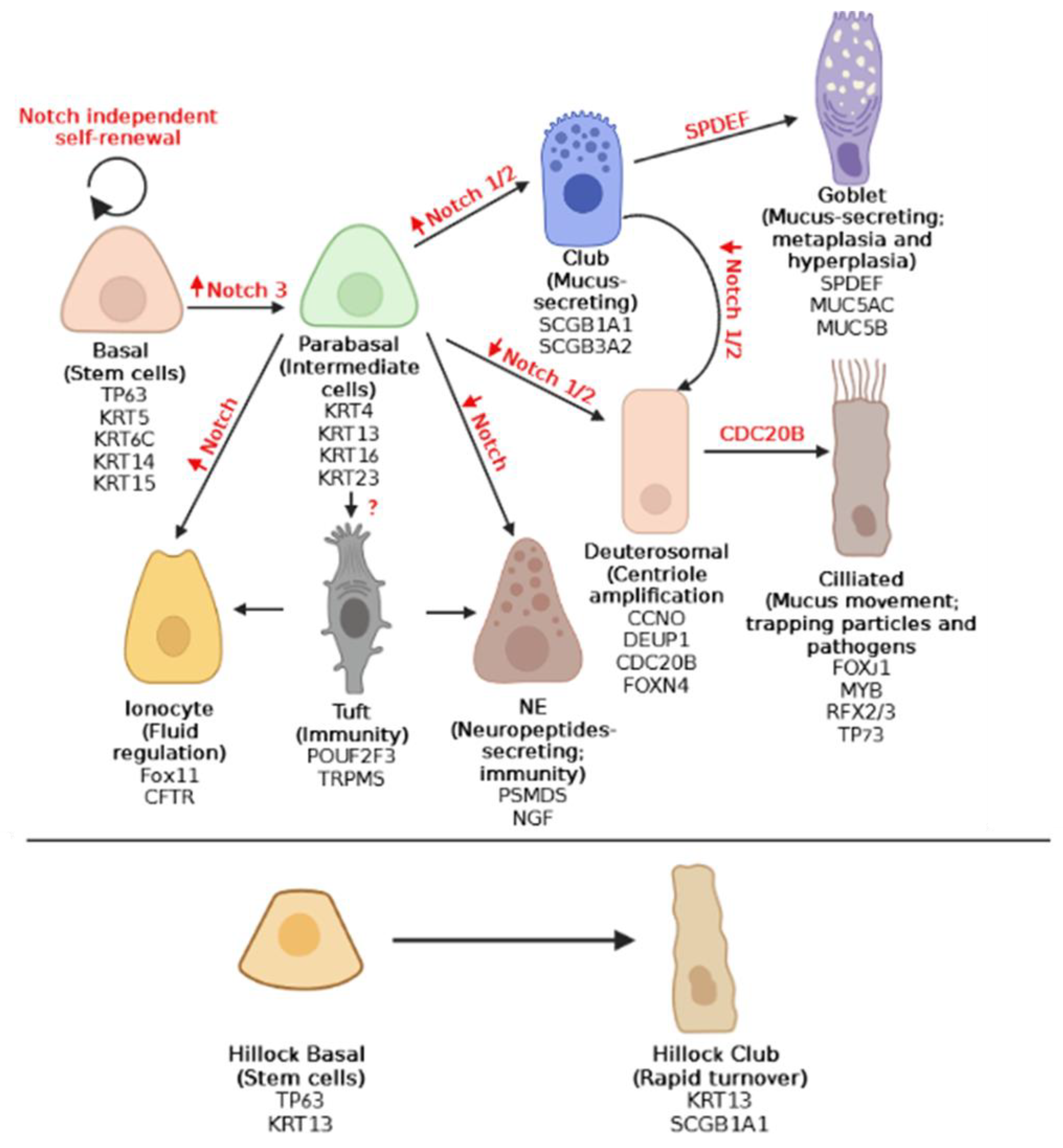 Long cells (AeB), hair cells (C), tracheid and vascular tissues (D