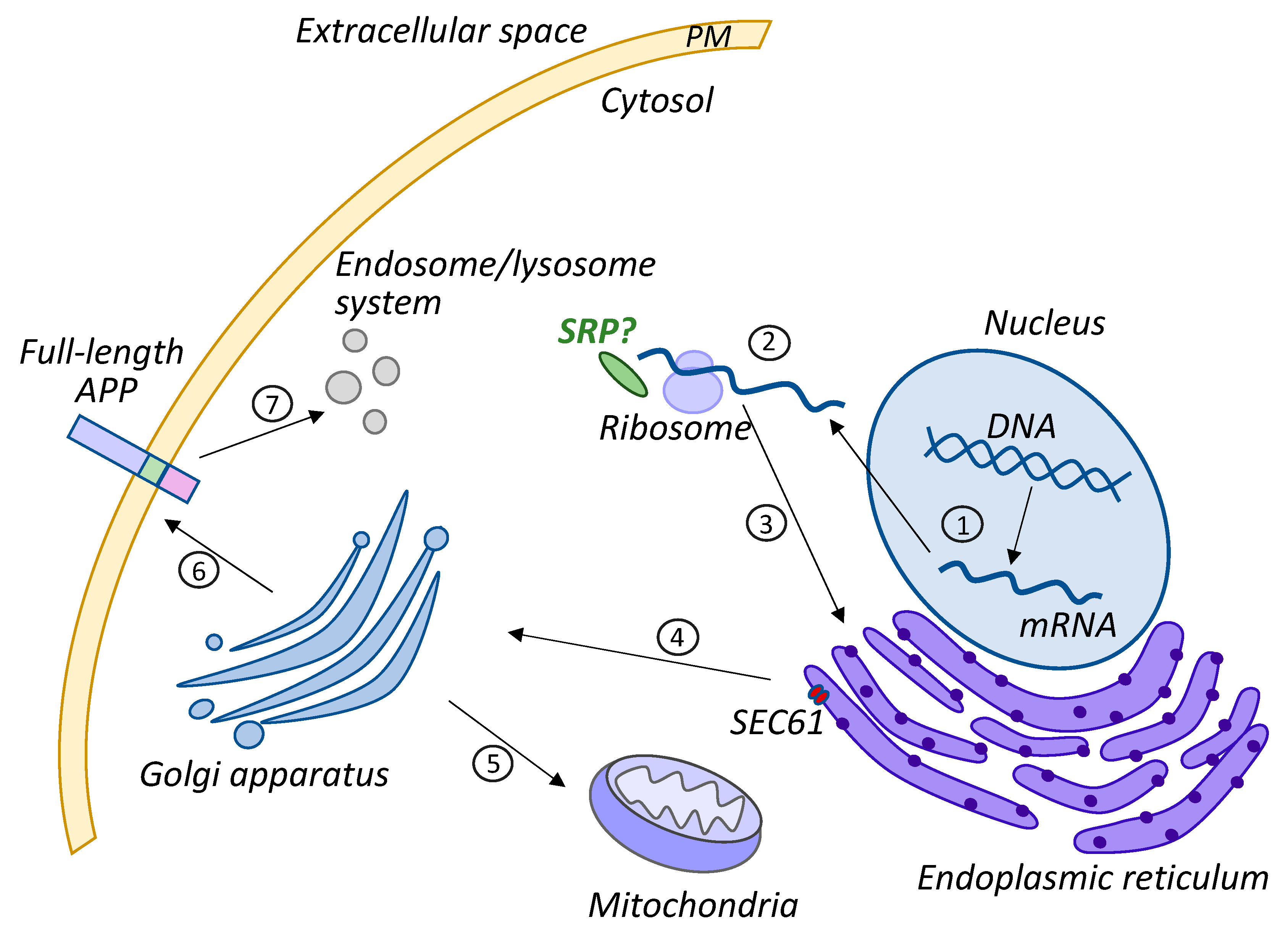 Ijms 24 14794 g001 Ijms 24 14794 g001
