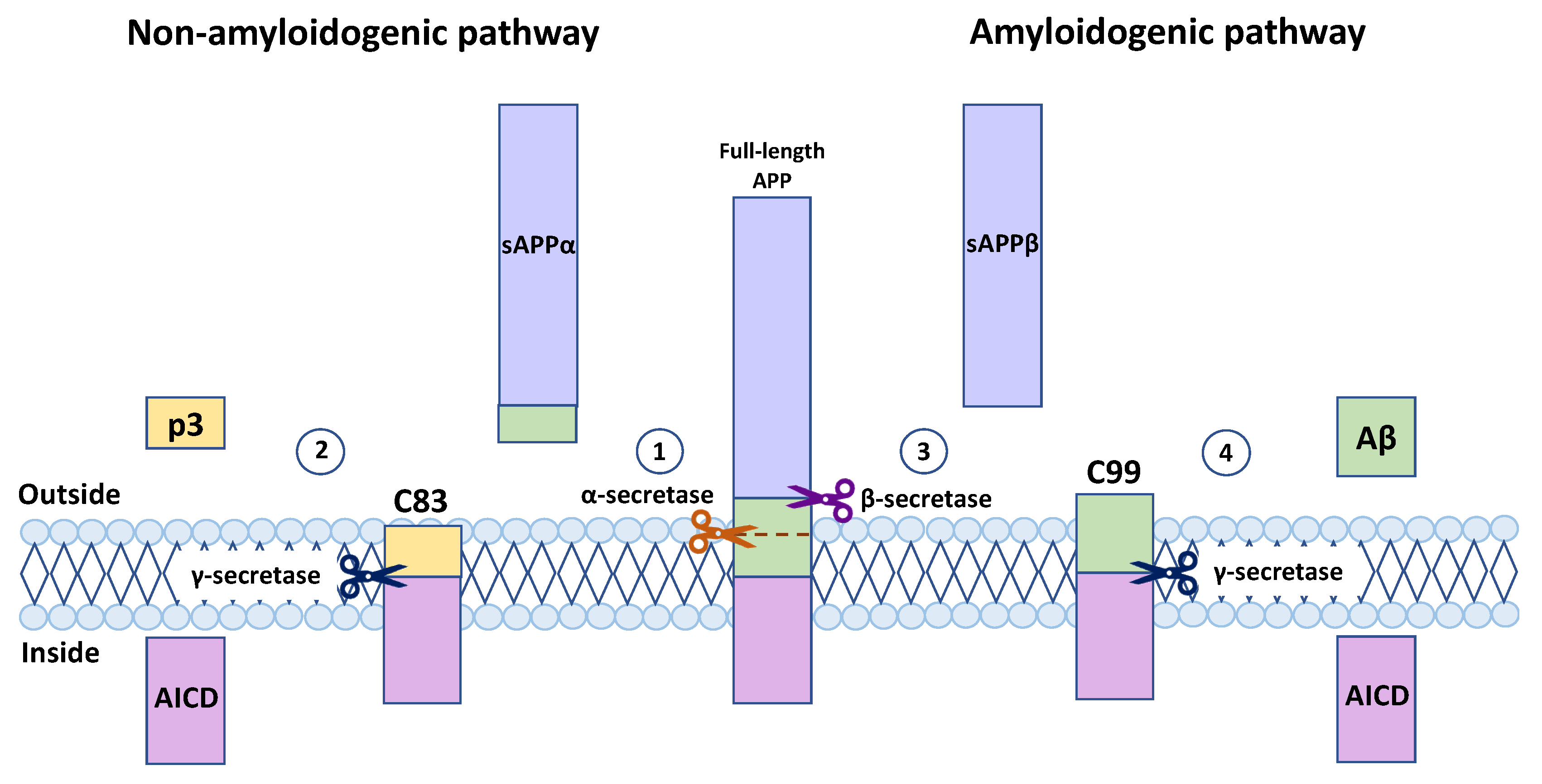 Ijms 24 14794 g002 Ijms 24 14794 g002