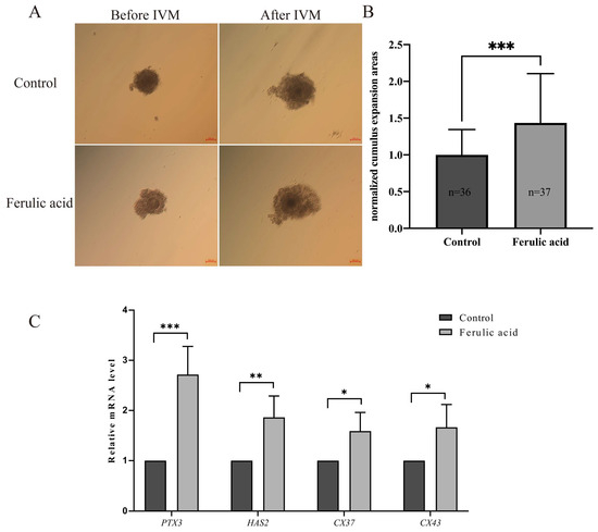 Ferulic Acid Enhances Oocyte Maturation and the Subsequent