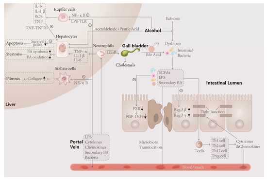 Intestinal Microbiotas and Alcoholic Hepatitis: Pathogenesis