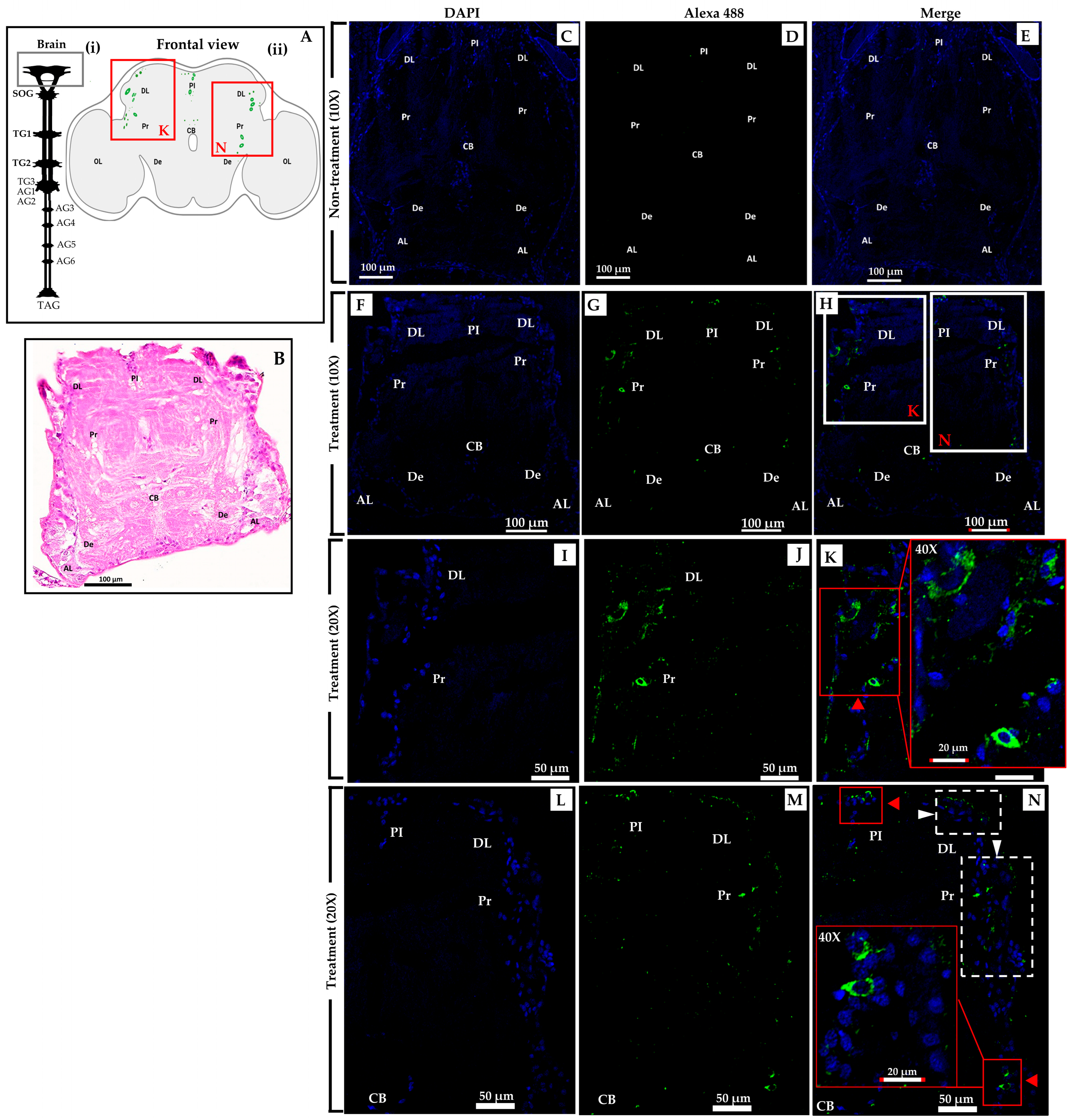 Ijms 24 14814 g003 Ijms 24 14814 g003