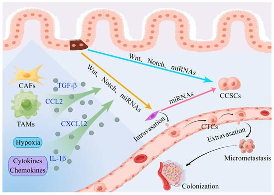 Role of Epithelial to Mesenchymal Transition in Colorectal Cancer