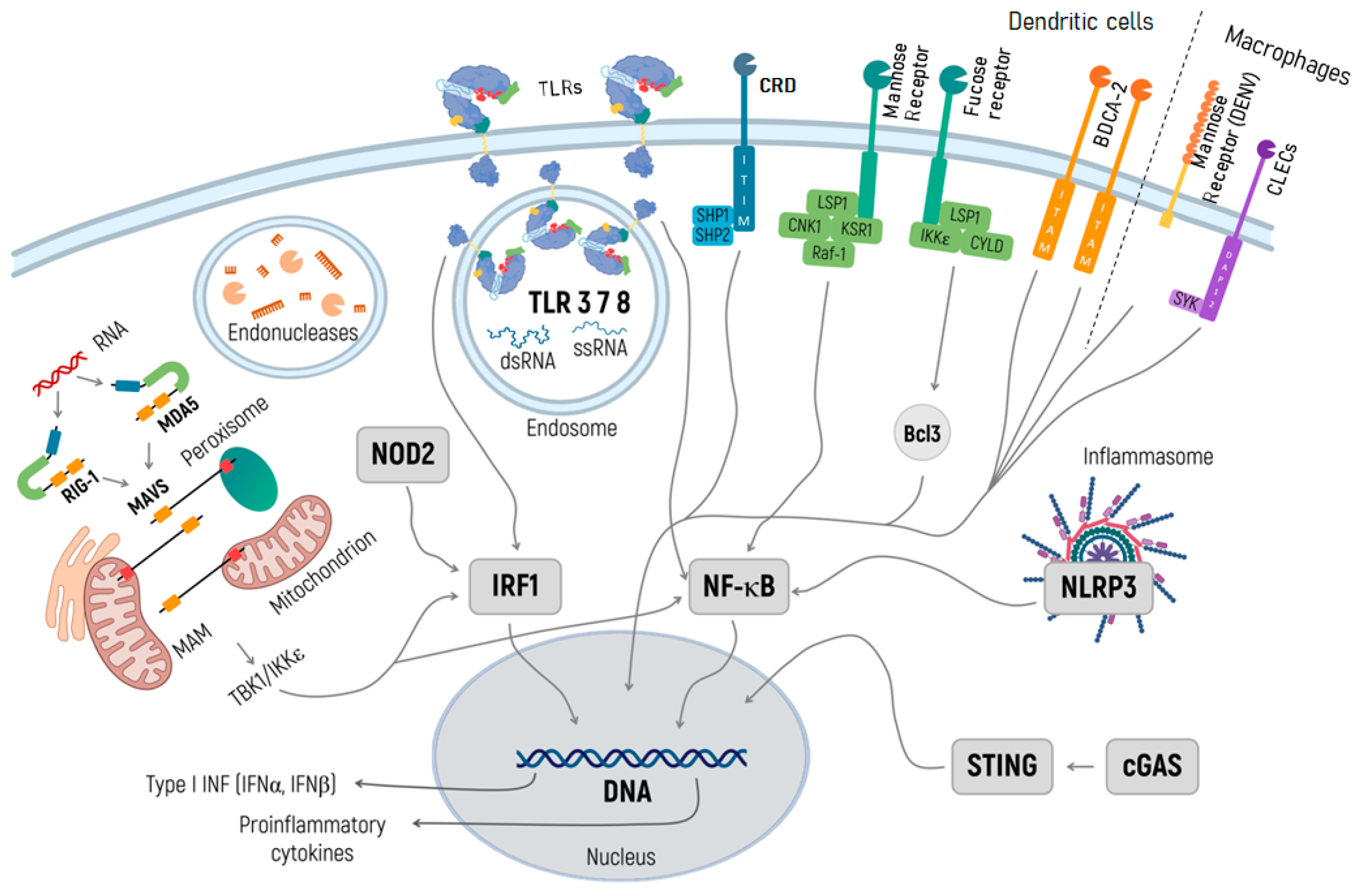 Immune response enhancers