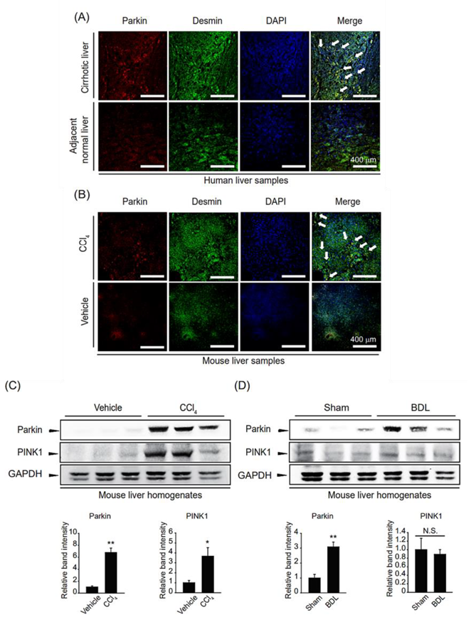 Ijms 24 14826 g001 Ijms 24 14826 g001