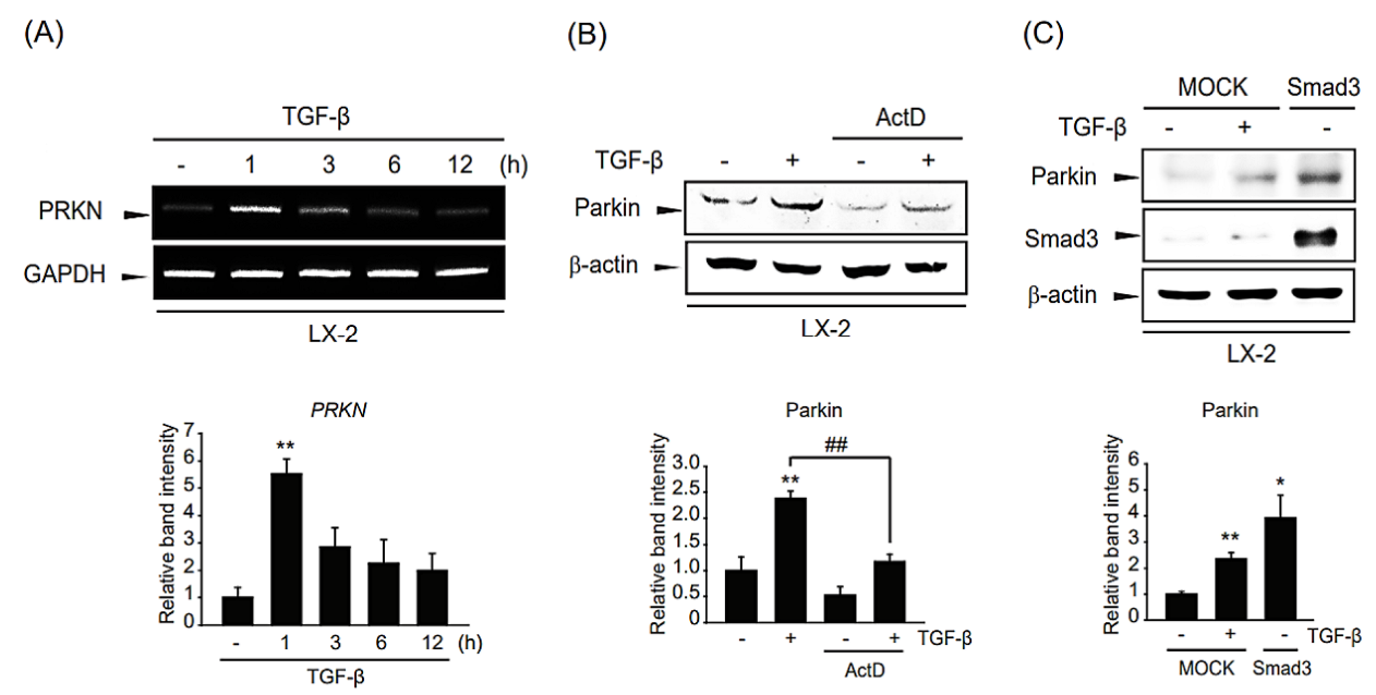 Ijms 24 14826 g003 Ijms 24 14826 g003