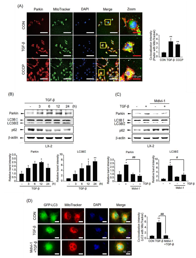 Ijms 24 14826 g004 Ijms 24 14826 g004