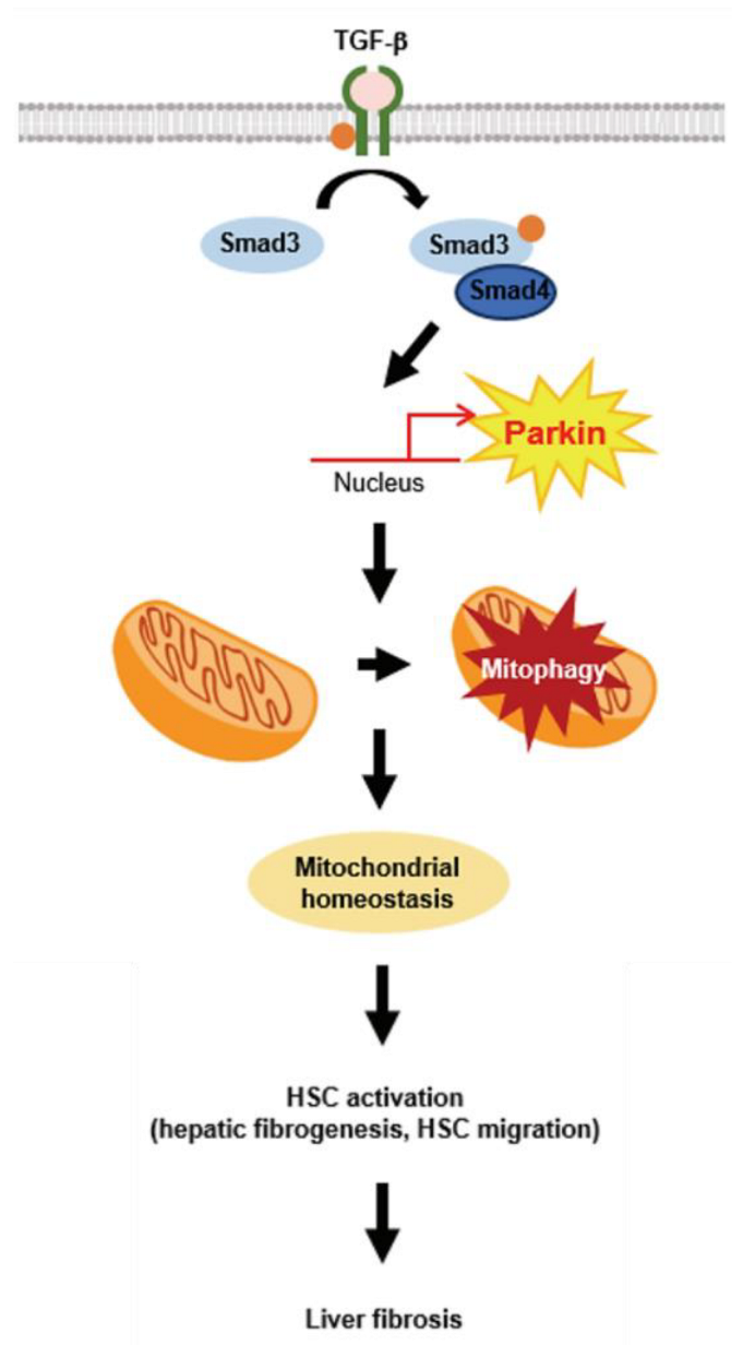 Ijms 24 14826 g007 Ijms 24 14826 g007