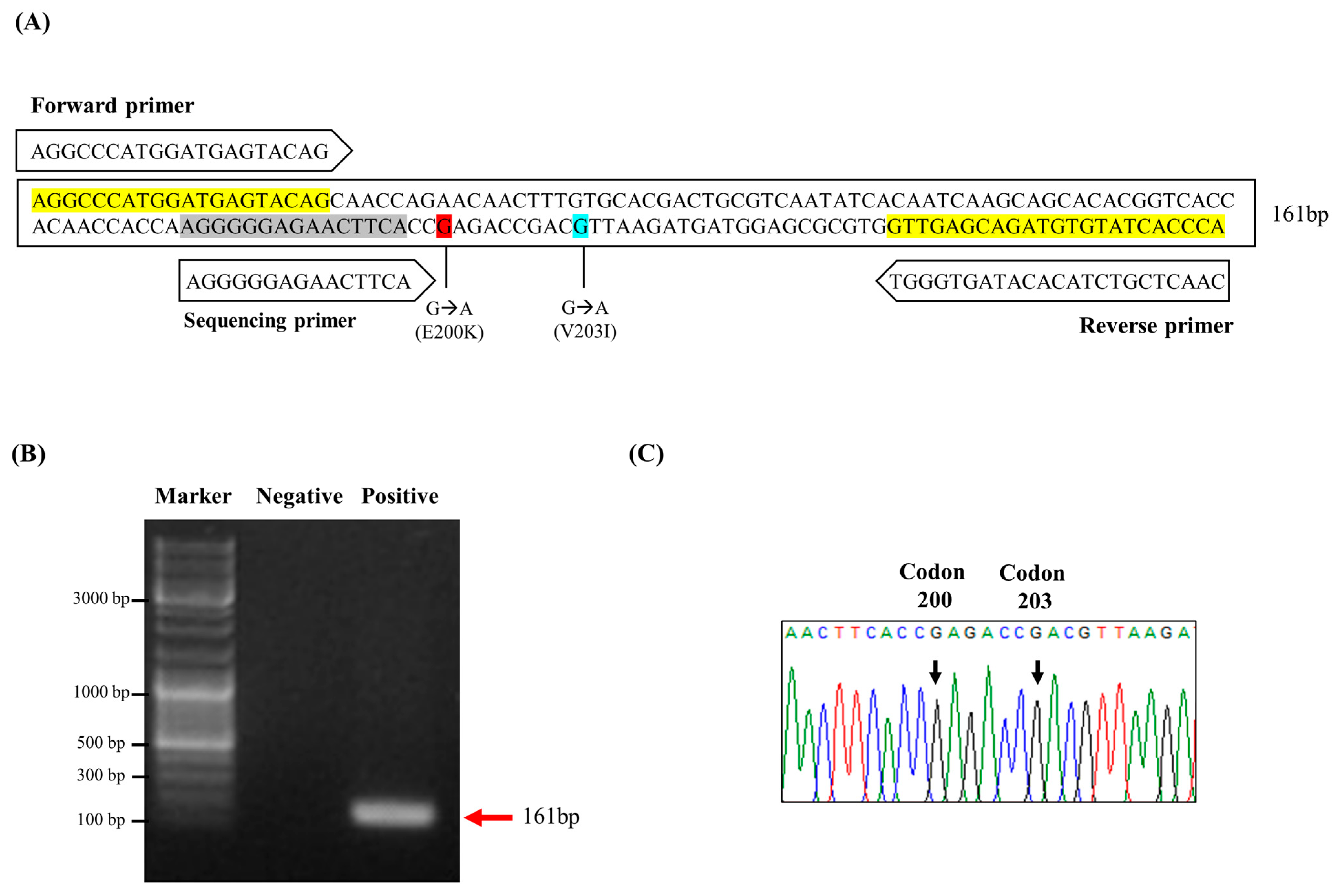 Elevated E200K Somatic Mutation of the Prion Protein Gene