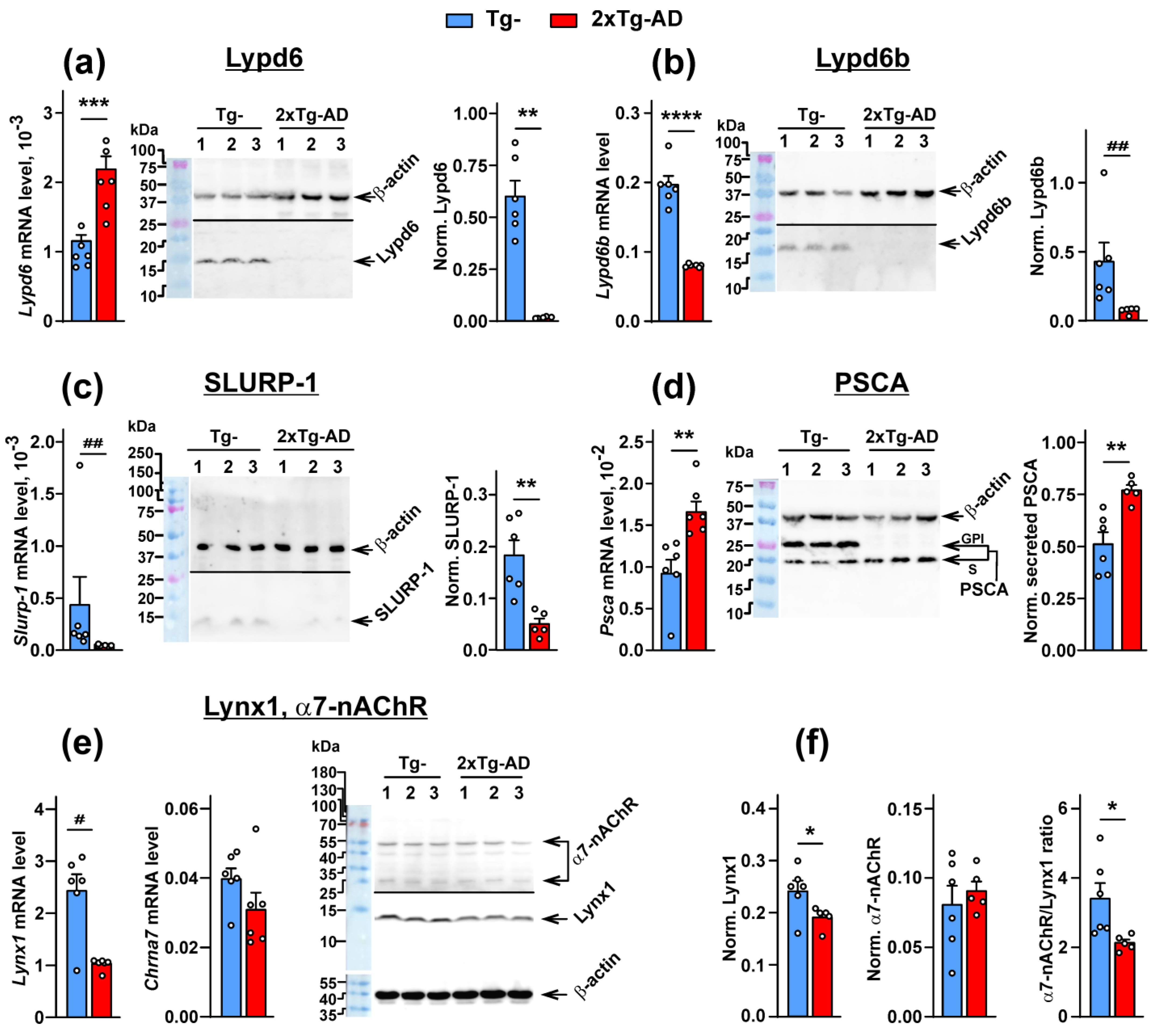 Ijms 24 14852 g001 Ijms 24 14852 g001
