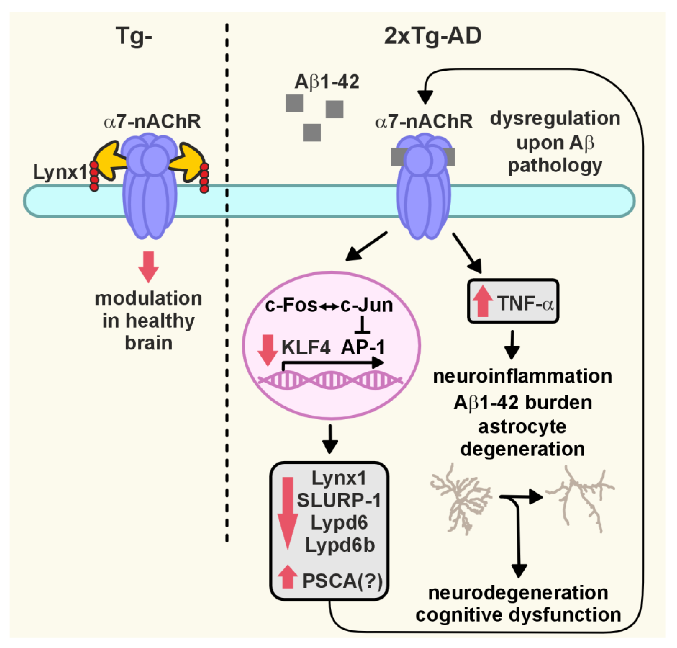 Ijms 24 14852 g007 Ijms 24 14852 g007