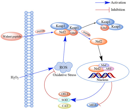 Research Progress on the Preparation and Function of Antioxidant ...