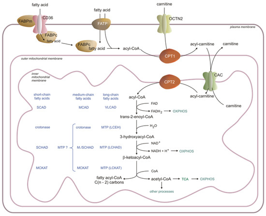 IJMS | Free Full-Text | The Physiological and Pathological Role of