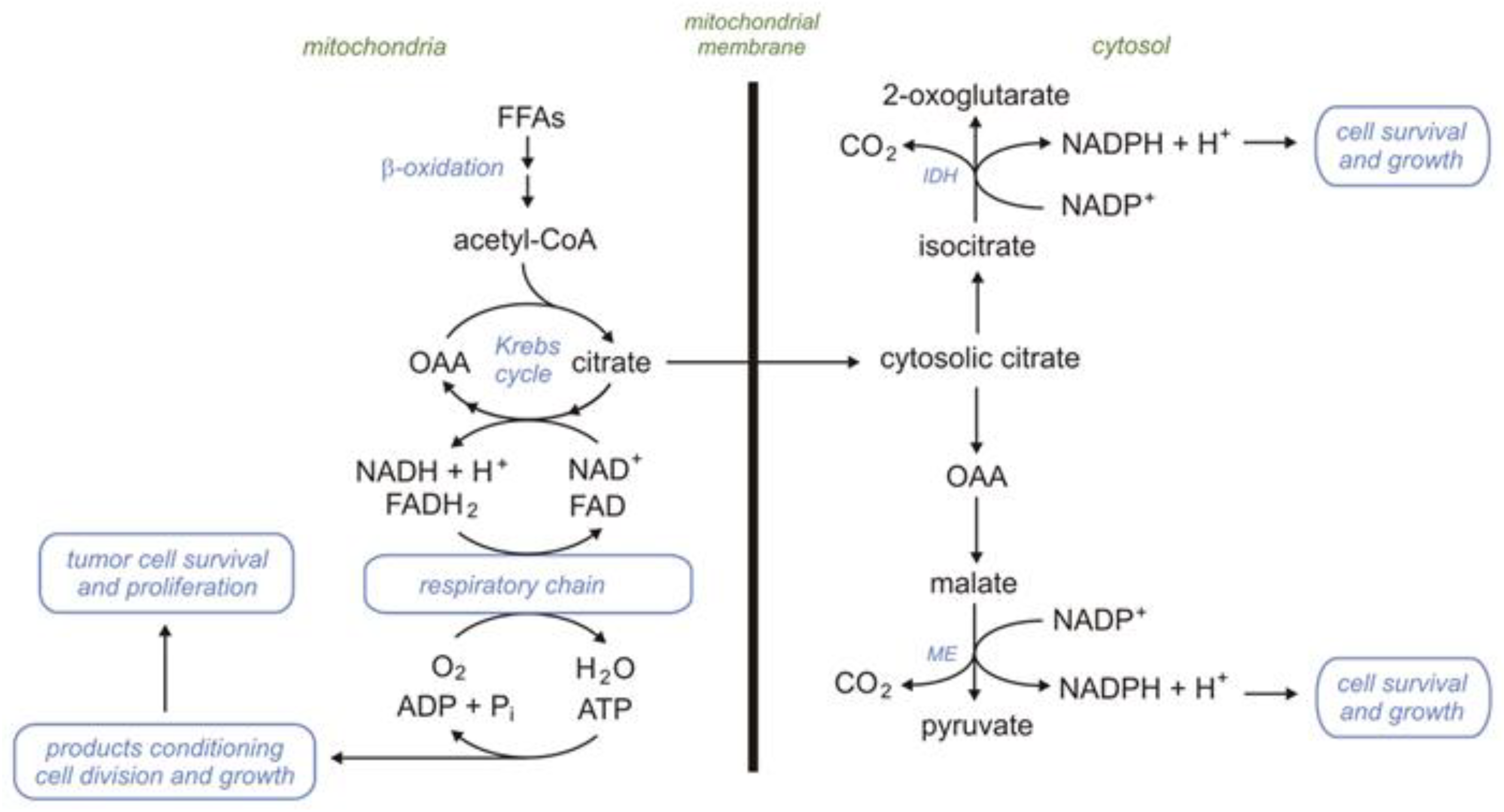 Ijms 24 14857 g005 Ijms 24 14857 g005