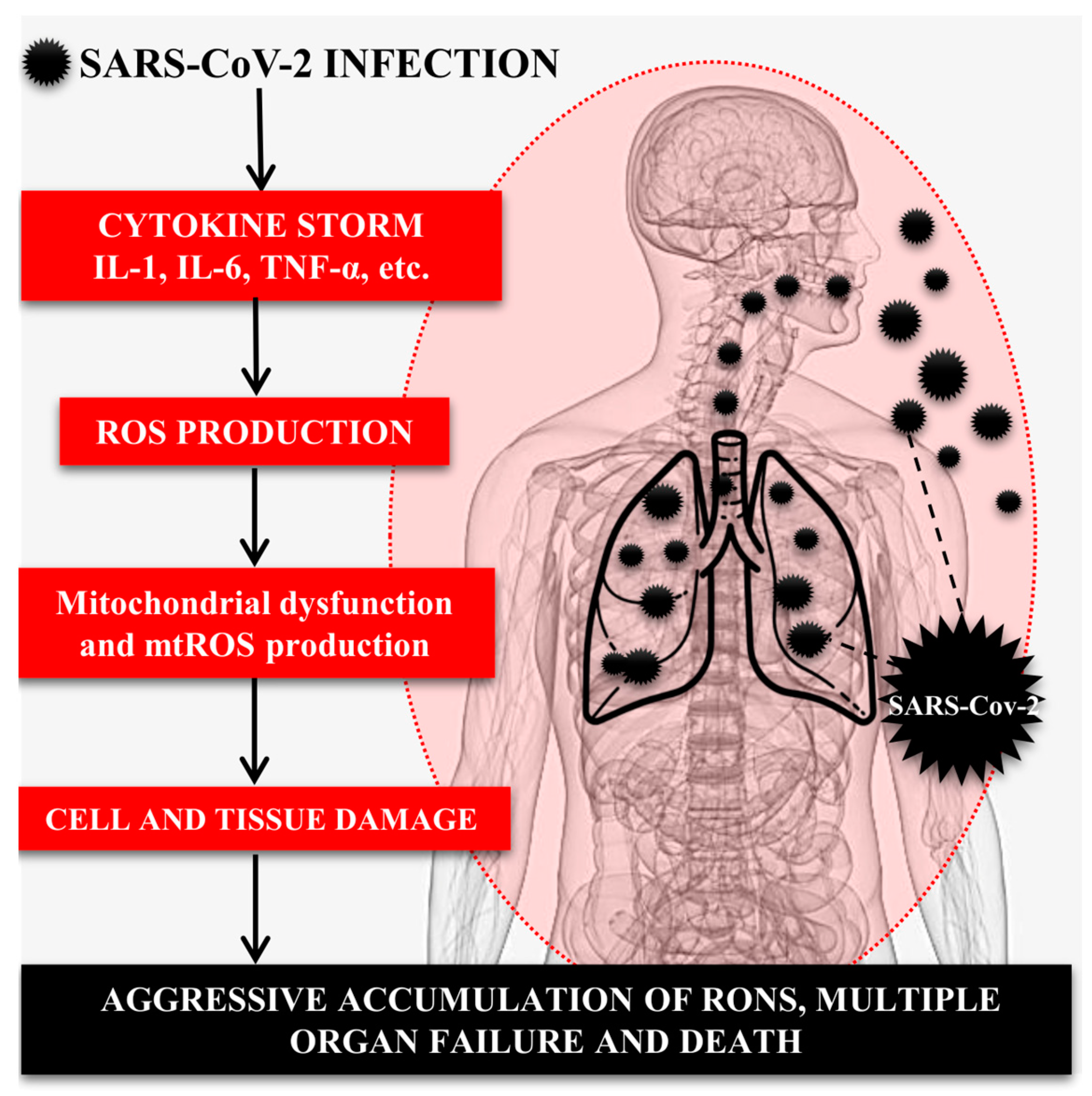 Mitochondrial DNA and TLR9 activation contribute to SARS-CoV-2-induced  endothelial cell damage. - Abstract - Europe PMC