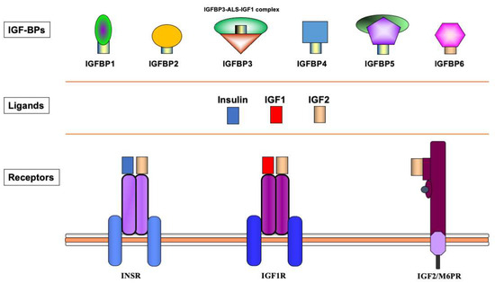 igf1r glutathione Contrasting consequences of podocyte insulin-like growth factor 1 receptor inhibition: iScience About IGF-1R | Lonigutamab |