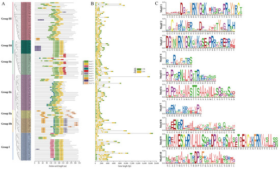 Genome-Wide Characterization of the Maize (Zea mays L.) WRKY
