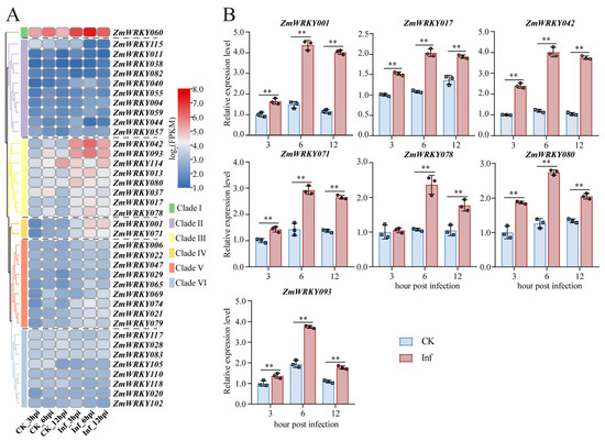 Genome-Wide Characterization of the Maize (Zea mays L.) WRKY