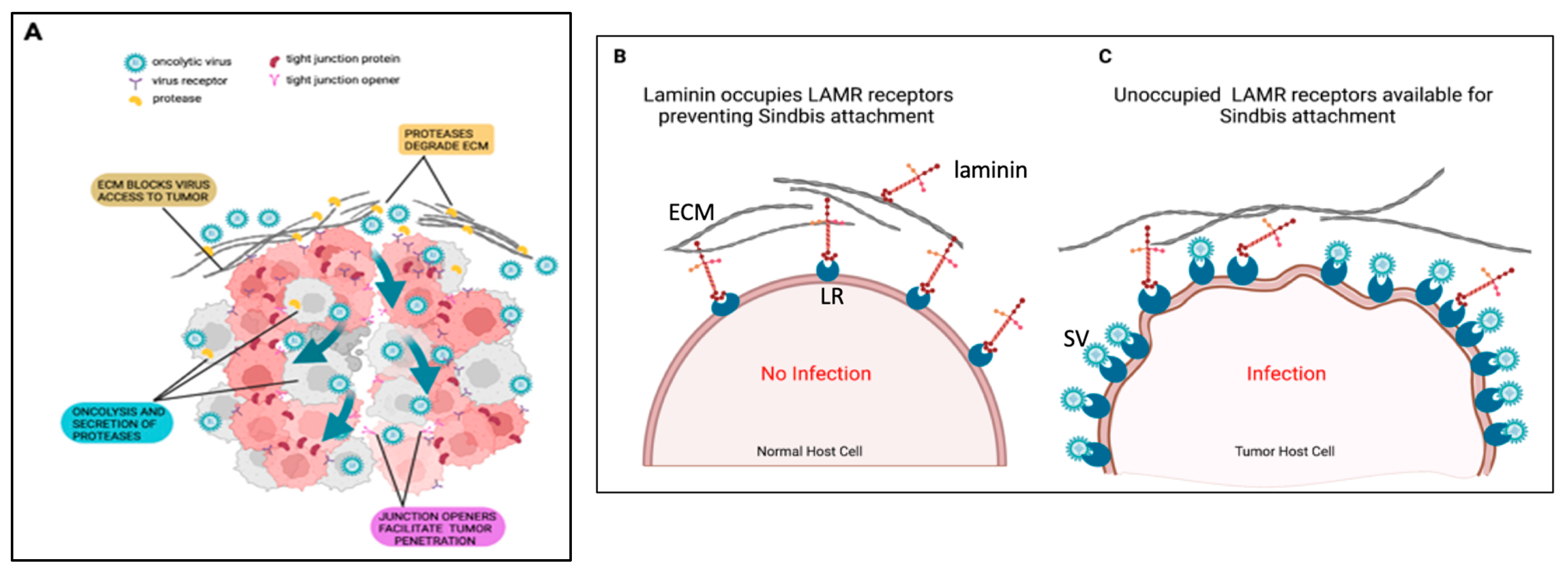 Ijms 24 14948 g004 Ijms 24 14948 g004