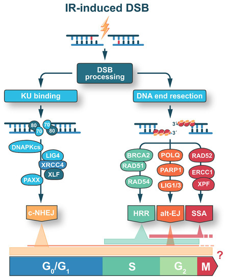 New Facets of DNA Double Strand Break Repair: Radiation Dose