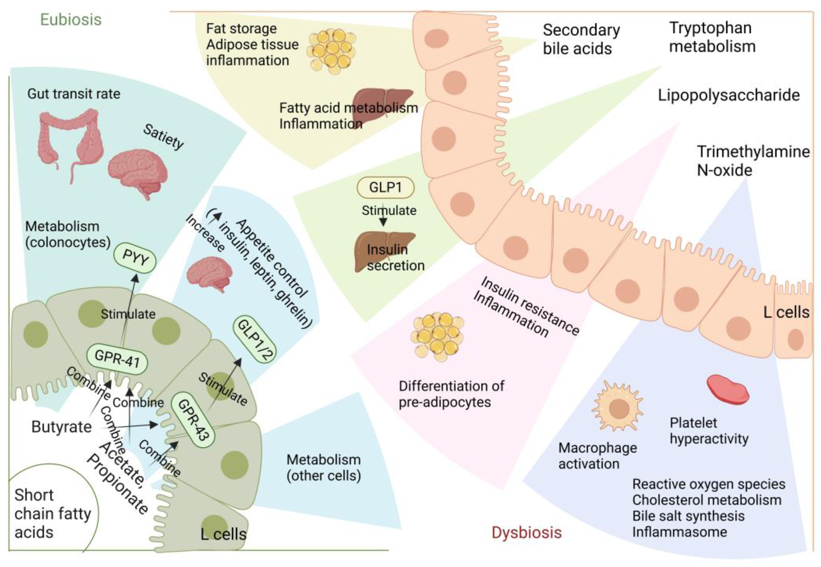 【保障できる】 on Perspective Metabolite A the Gut the of Involvement 邦画・日本映画