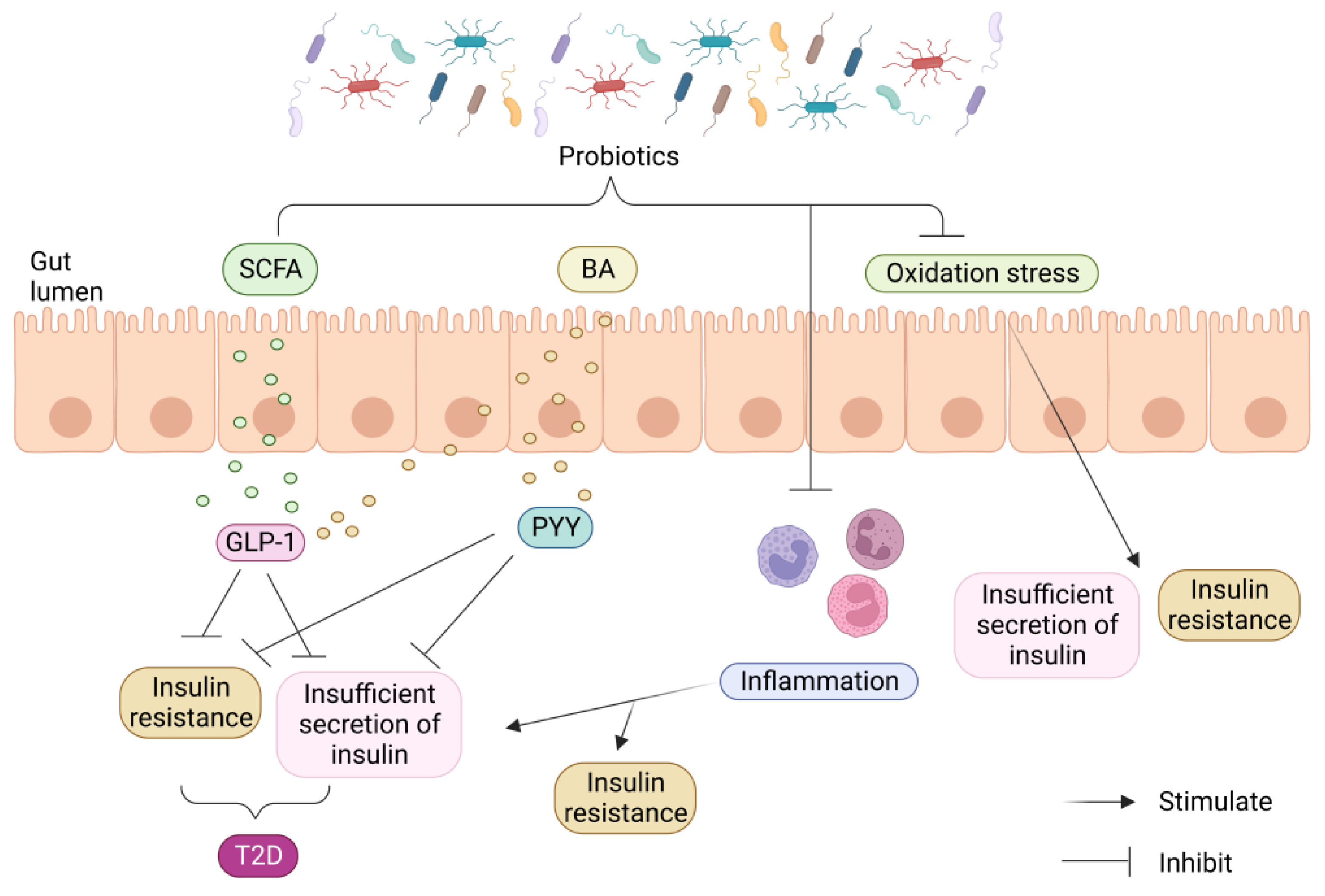 フローラ A Metabolite Perspective on the Involvement of the Gut