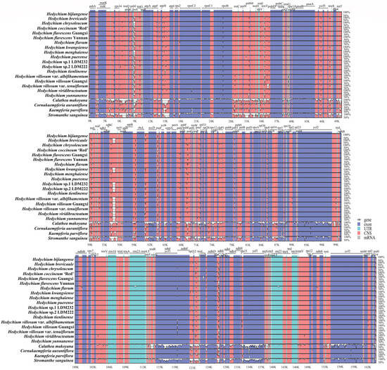 Comparative Chloroplast Genomics of 21 Species in