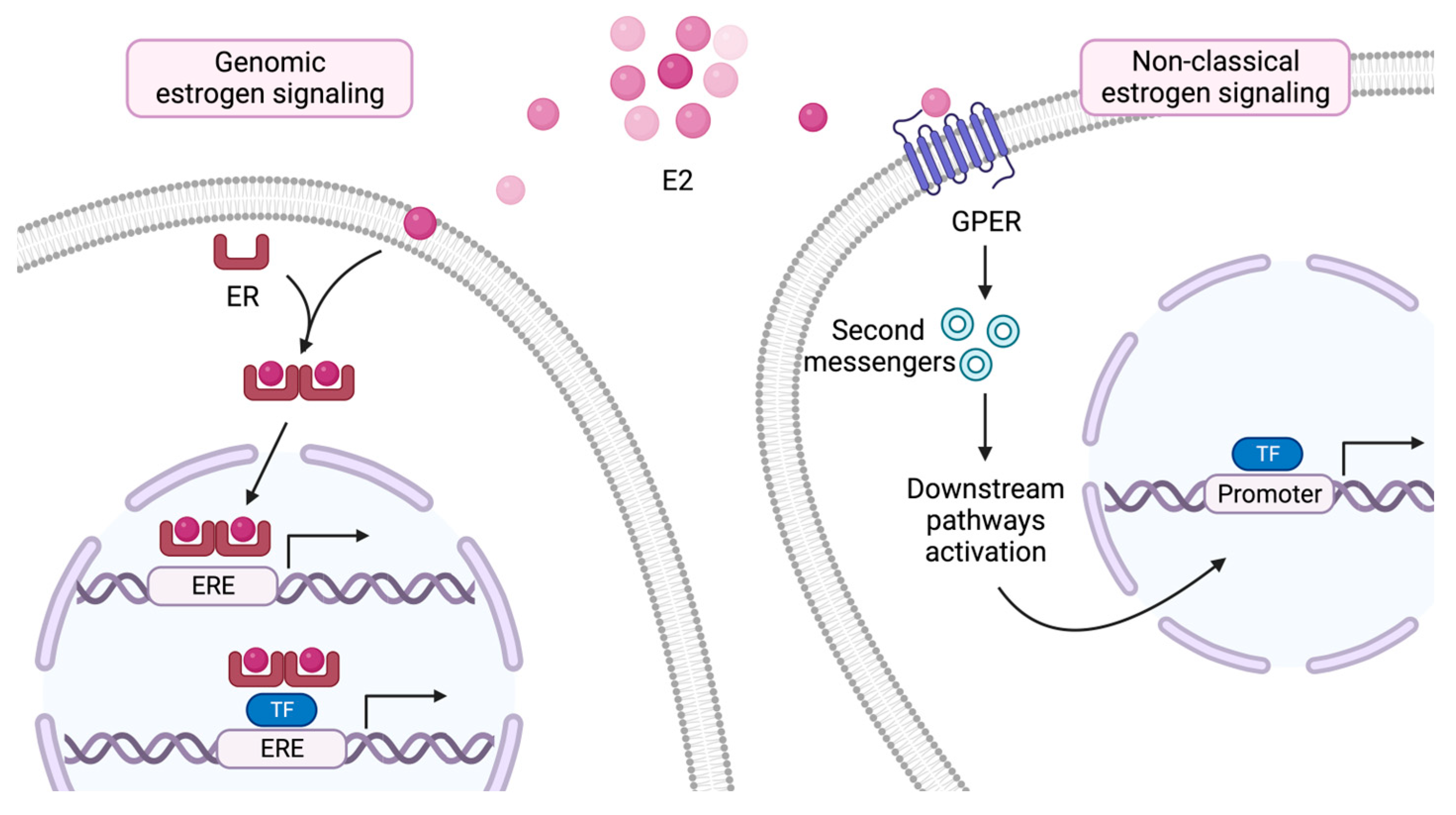 Ijms 24 15048 g002 Ijms 24 15048 g002
