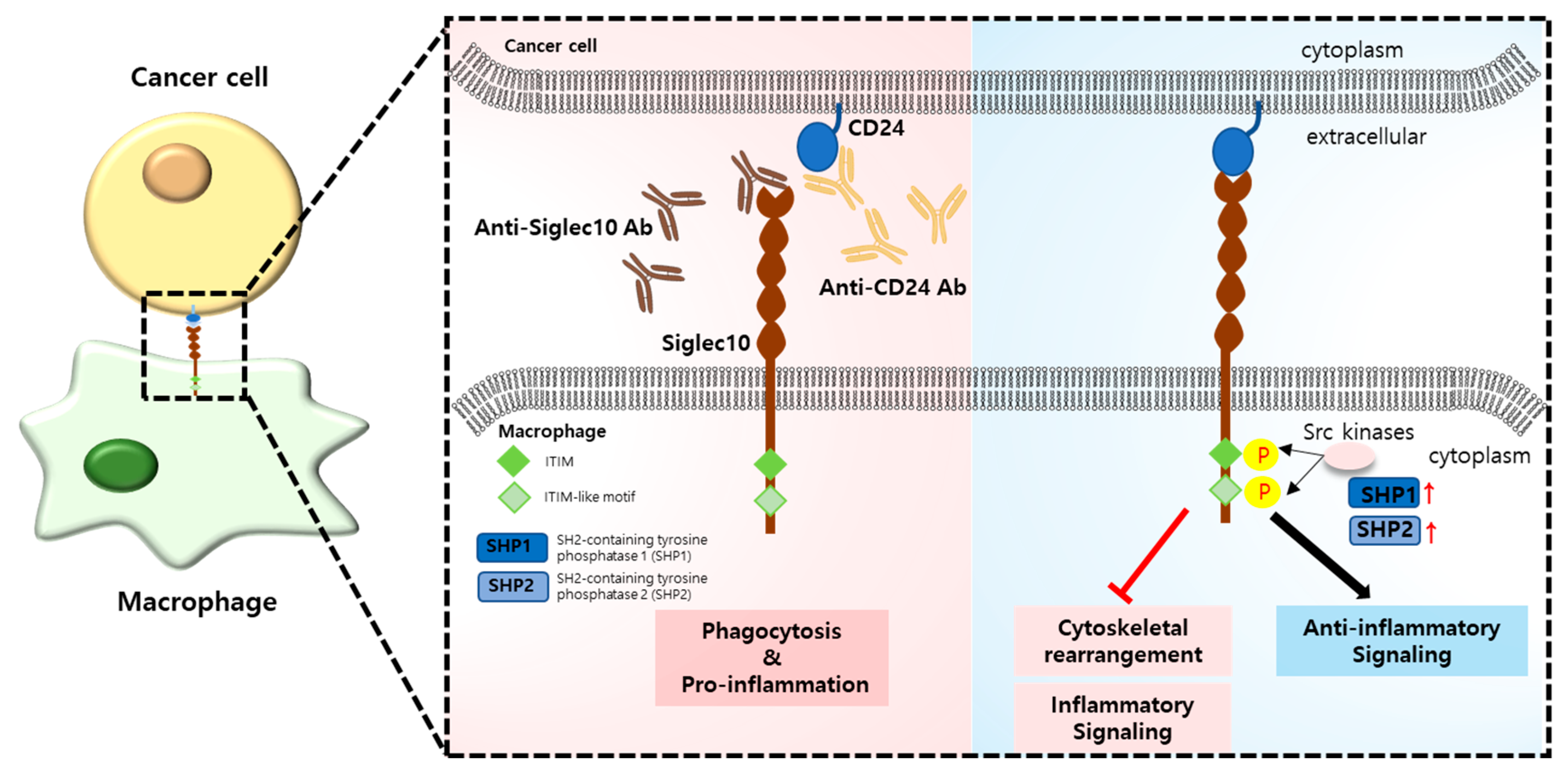 Ijms 24 15072 g002 Ijms 24 15072 g002
