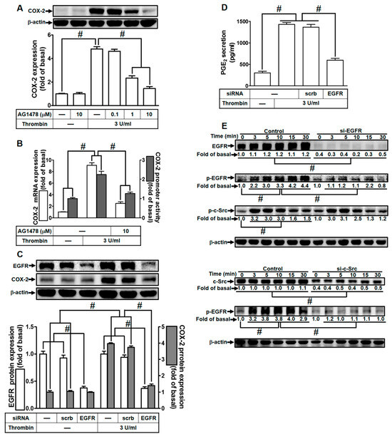 Thrombin-Induced COX-2 Expression and PGE2 Synthesis in Human Tracheal ...