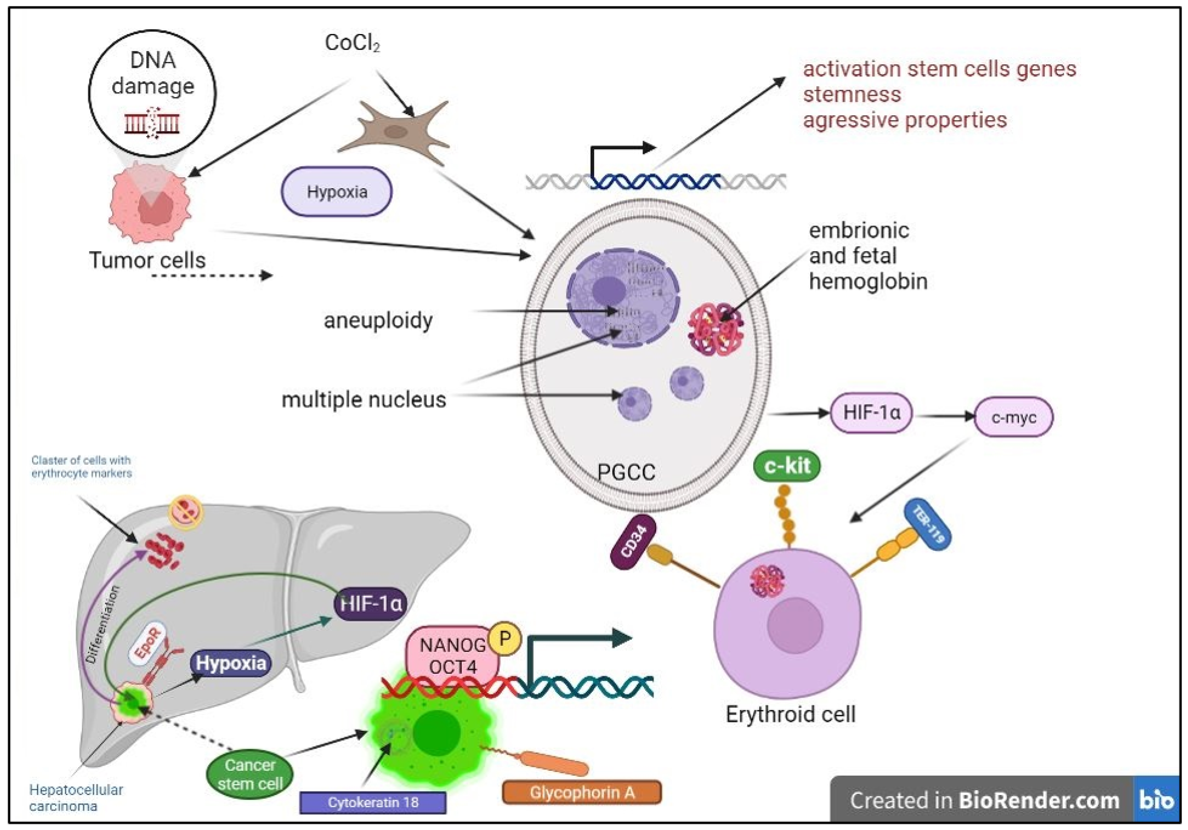 Ijms 24 15141 g004 Ijms 24 15141 g004