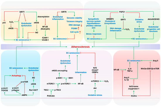 New Dawn for Atherosclerosis: Vascular Endothelial Cell