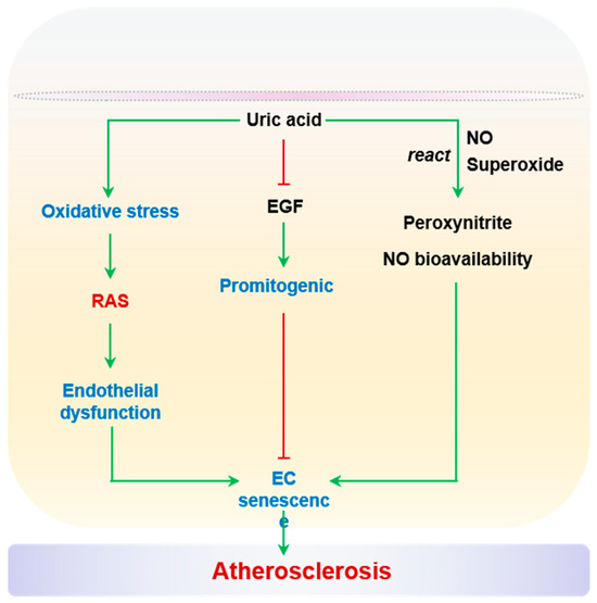 New Dawn for Atherosclerosis: Vascular Endothelial Cell