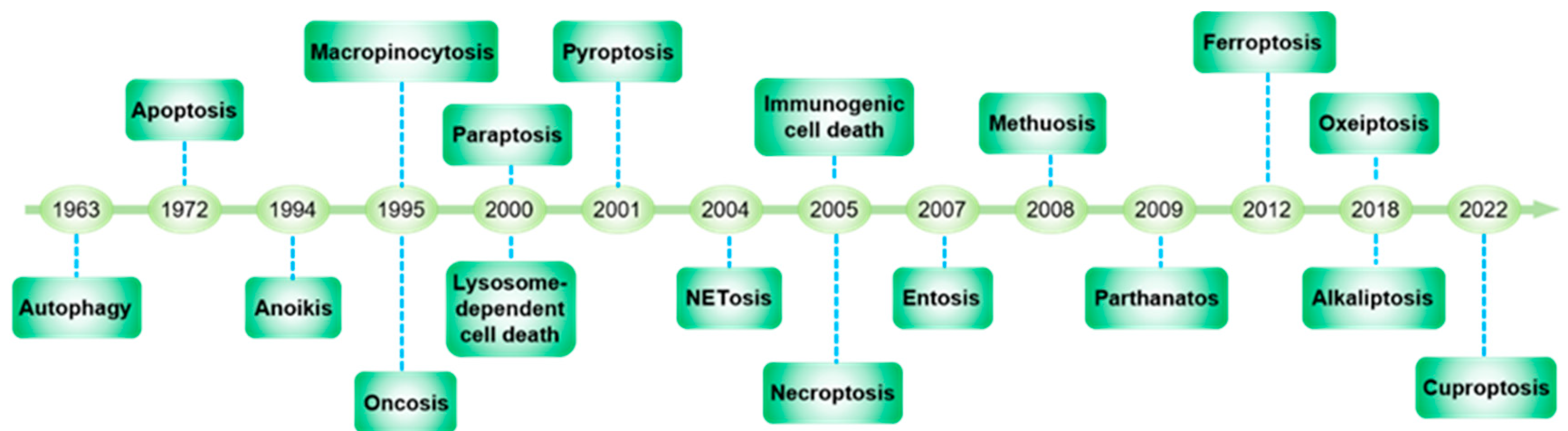 Vascular Endothelial Cell Senescence and Death