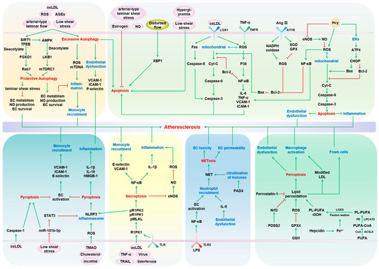 New Dawn for Atherosclerosis: Vascular Endothelial Cell